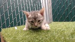 Shelter Stray Male Cat last seen , 11258 Garfield Ave, Downey, CA 90242, USA