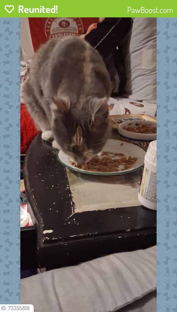 Reunited Female Cat last seen Kearny, Petaluma, CA 94954