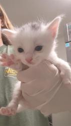Shelter Stray Male Cat last seen Near BLOCK E FAIRVIEW RD, BAKERSFIELD CA 93307, 3951 Fruitvale Ave, Bakersfield, CA 93308, USA