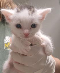 Shelter Stray Male Cat last seen Near BLOCK E FAIRVIEW RD, BAKERSFIELD CA 93307, 3951 Fruitvale Ave, Bakersfield, CA 93308, USA