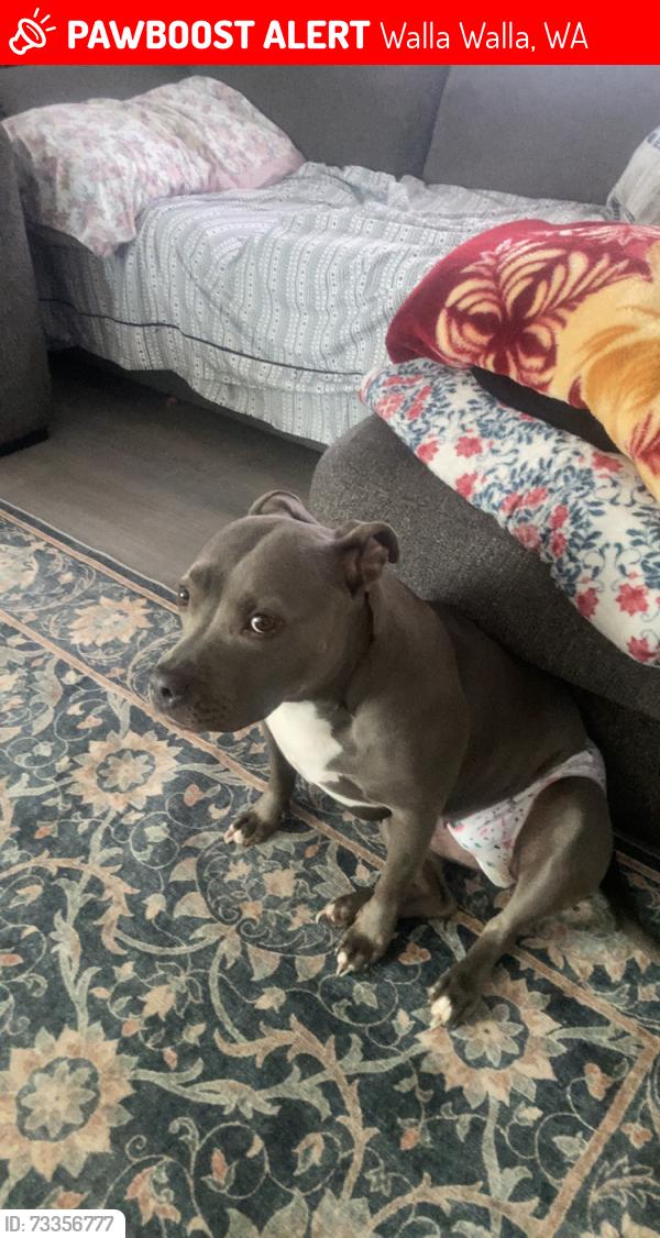 Lost Female Dog last seen Near N 8th Ave, Walla Walla, WA 99362