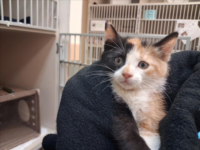 Shelter Stray Female Cat last seen Near BLOCK RUFINA ST SANTA FE NM 87507, 100 Caja Del Rio Rd, Santa Fe, NM 87507, USA