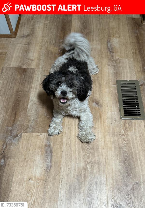 Lost Male Dog last seen Lovers Lane Rd, Leesburg, GA 31763