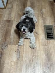 Lost Male Dog last seen Lovers Lane Rd, Leesburg, GA 31763
