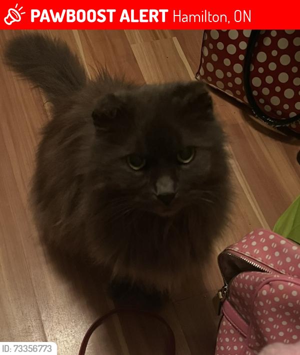 Lost Male Cat last seen Roxborough Ave/ Normanhurst Avenue, Hamilton, ON 