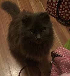 Lost Male Cat last seen Roxborough Ave/ Normanhurst Avenue, Hamilton, ON 