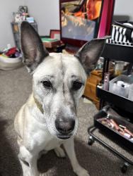 Lost Female Dog last seen 87th street, Overland Park, KS 66214