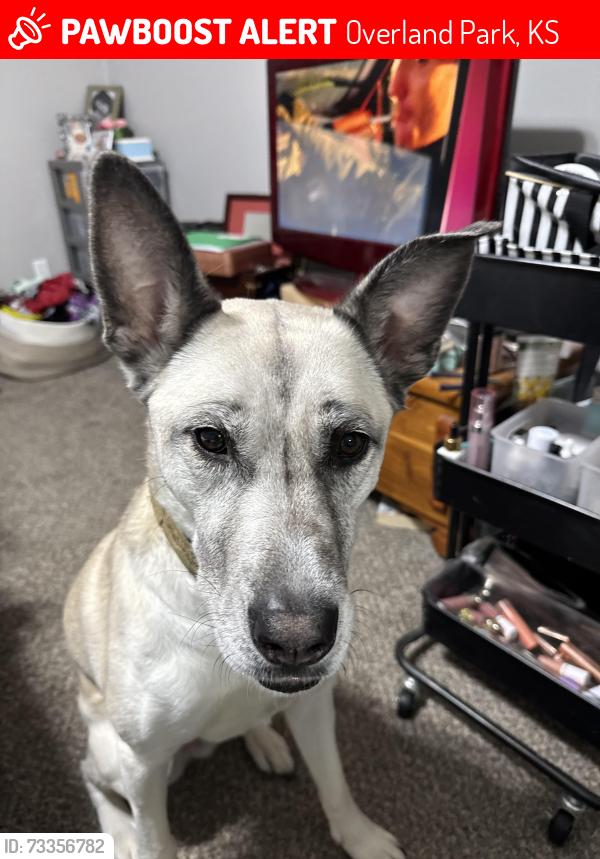 Lost Female Dog last seen 87th street, Overland Park, KS 66214