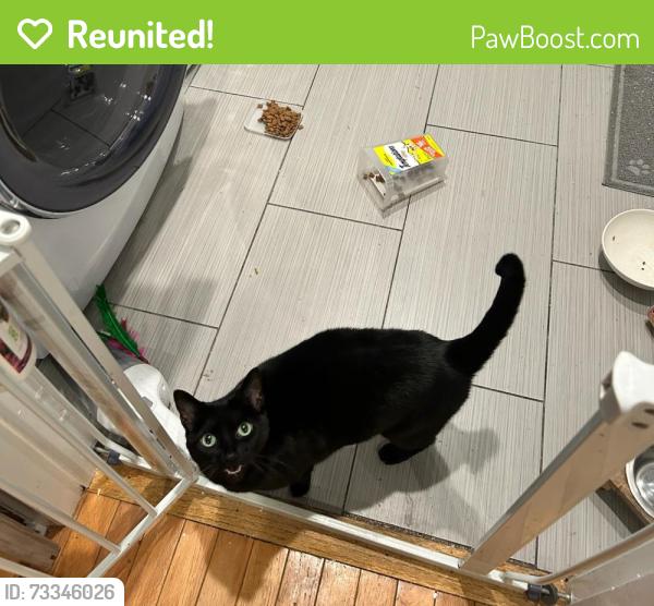 Reunited Female Cat last seen Kildaire Farm Rd and Forest Run Pl, Cary, NC 27518