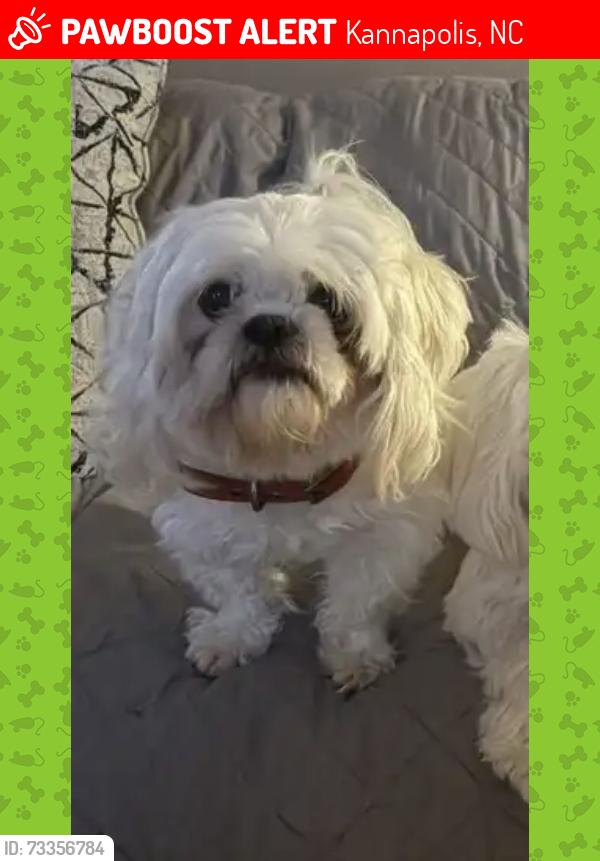 Lost Male Dog last seen Jackson park area kannapolis NC 28081, Kannapolis, NC 28082