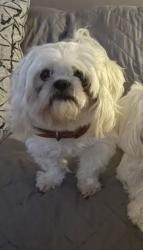 Lost Male Dog last seen Jackson park area kannapolis NC 28081, Kannapolis, NC 28082