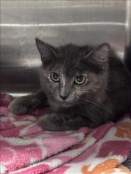 Shelter Stray Female Cat last seen , West Valley Animal Shelter, 20655 Plummer St, Chatsworth, CA 91311, USA