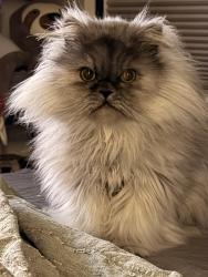 Reunited Male Cat last seen Vanness and Oben, Vancouver, BC V5R 6H7