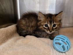 Shelter Stray Female Cat last seen , 14409 Vanowen St, Van Nuys, CA 91405, USA