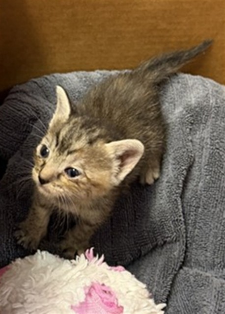 Shelter Stray Female Cat last seen SAINT JOHNS AVE, 2020 Forest St, Jacksonville, FL 32204, USA