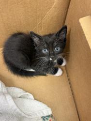 Shelter Stray Male Cat last seen ENTRANCE HIGHWAY ON MCDUFF, 2020 Forest St, Jacksonville, FL 32204, USA