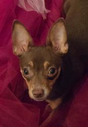 Lost Female Dog last seen the Villages apmt complex, San Jose, CA 95135