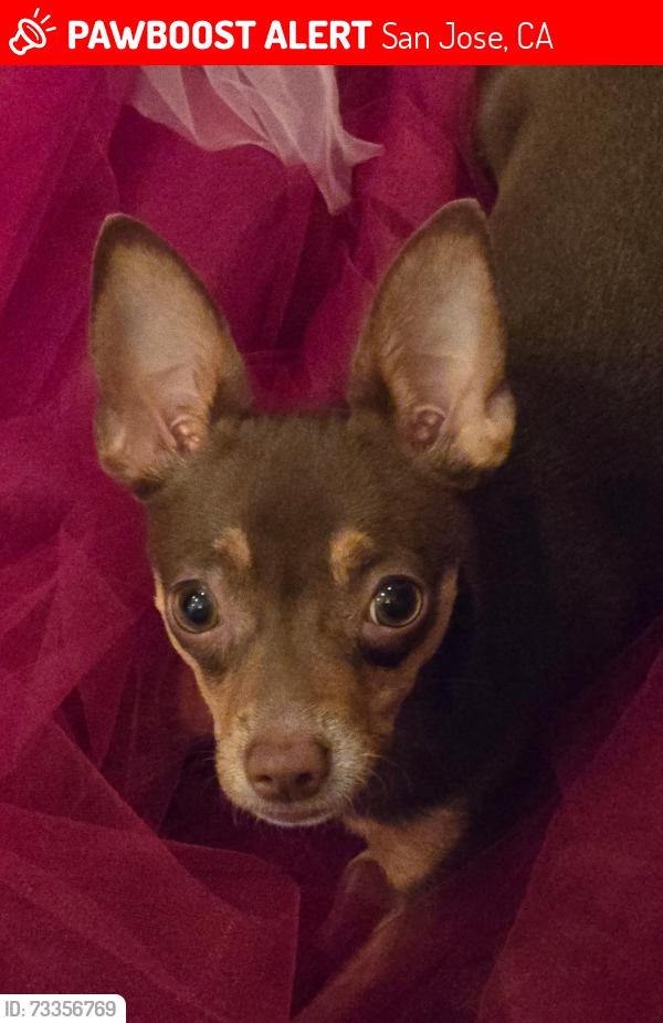 Lost Female Dog last seen the Villages apmt complex, San Jose, CA 95135