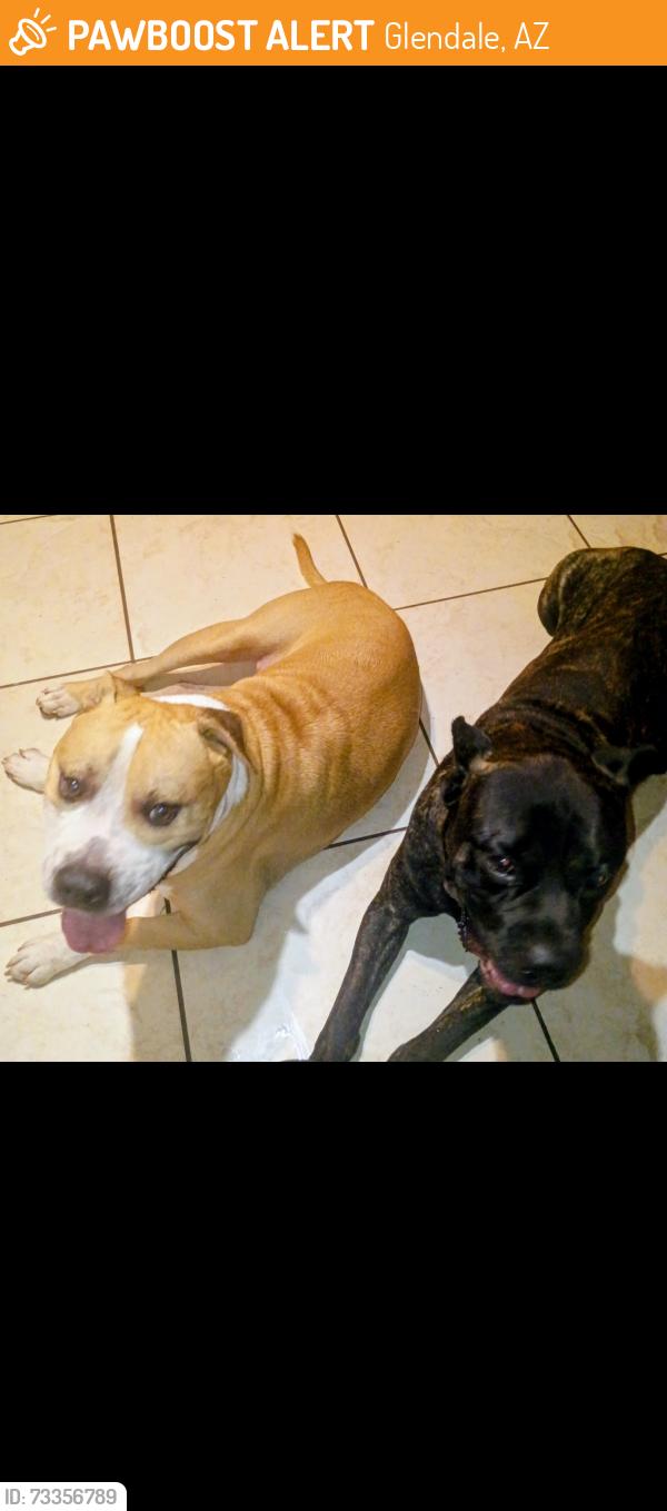 Found/Stray Male Dog last seen 75th ave and orangewood, Glendale, AZ 85303