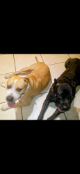 Found/Stray Male Dog last seen 75th ave and orangewood, Glendale, AZ 85303