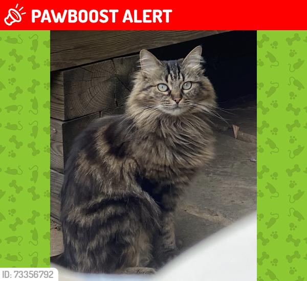 Lost Female Cat last seen bakersfield, crayford rd, penderyn way, holloway est, Greater London, England N7 0LT