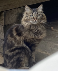 Lost Female Cat last seen bakersfield, crayford rd, penderyn way, holloway est, Greater London, England N7 0LT