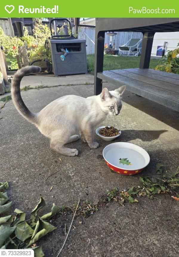 Reunited Male Cat last seen Center Street and 68th Ave NE, Calgary, AB T2K 0M7