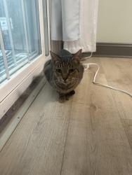 Lost Unknown Cat last seen Dayton st, Ridgewood, NJ 07450