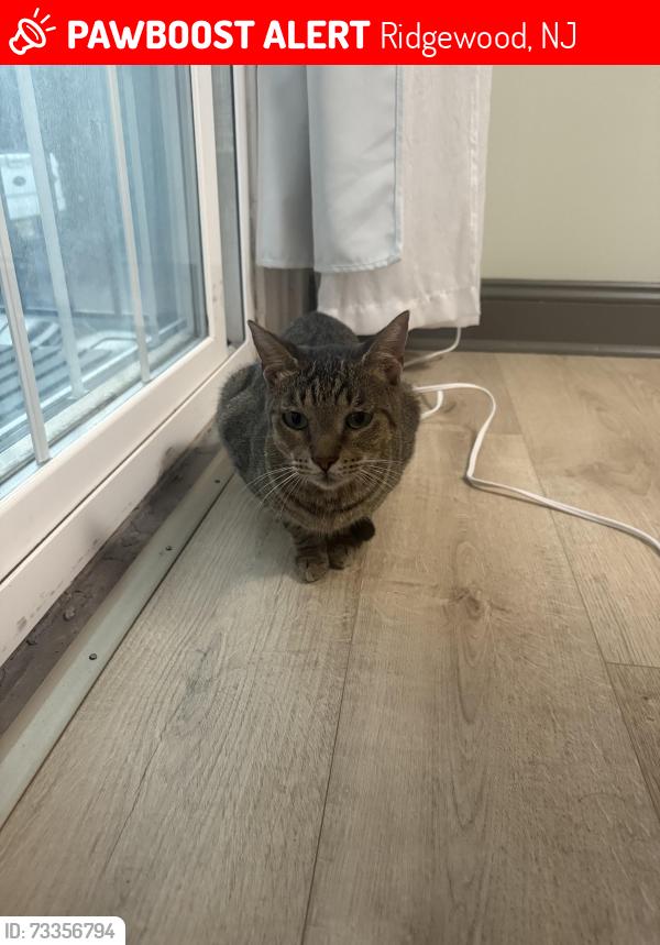 Lost Unknown Cat last seen Dayton st, Ridgewood, NJ 07450