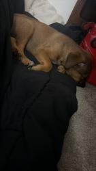Found/Stray Male Dog last seen Near Amsterdam dr Columbia sc, Columbia, SC 29210