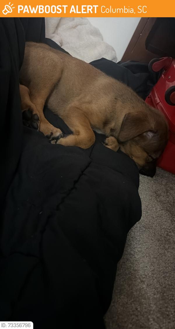 Found/Stray Male Dog last seen Near Amsterdam dr Columbia sc, Columbia, SC 29210