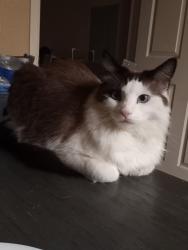 Reunited Male Cat last seen Cemetery, San Bernardino, CA 92404
