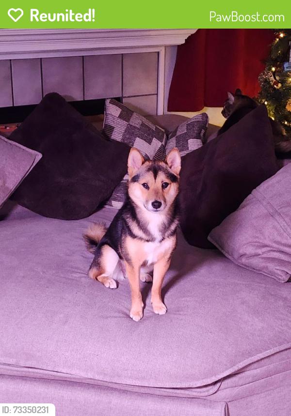 Reunited Male Dog last seen Junction and sawdell, Roseville, CA 95678