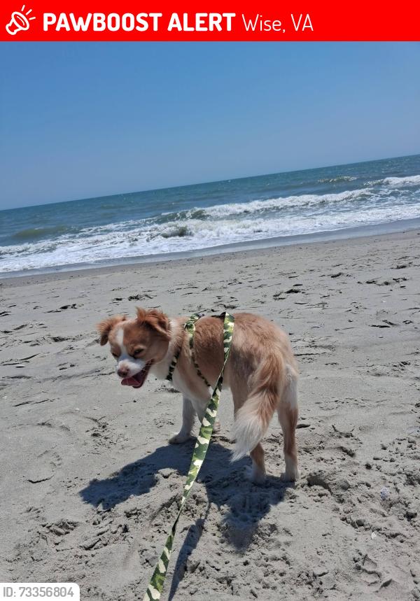 Lost Male Dog last seen Fair ground, Wise County, VA 24293