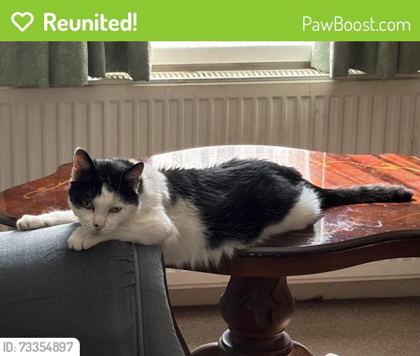 Reunited Male Cat last seen Wyatt road Staines, Staines-upon-Thames, England 
