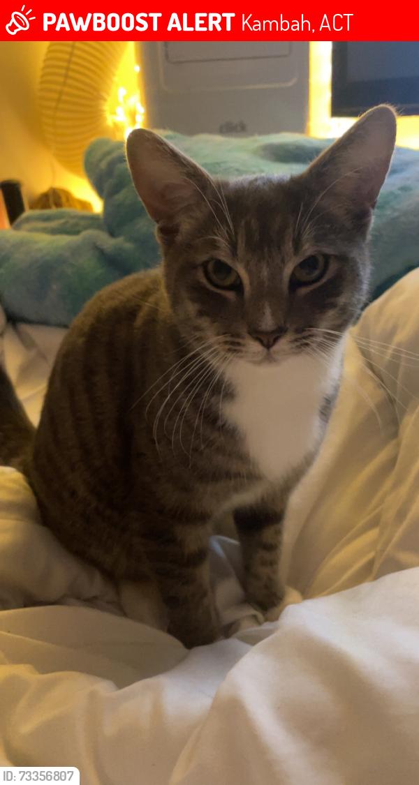 Lost Male Cat last seen Adventure playground, Kambah, ACT 2902