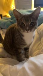 Lost Male Cat last seen Adventure playground, Kambah, ACT 2902