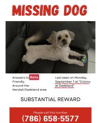 Lost Female Dog last seen Near SW 77th Ave, Kendall, FL 33156