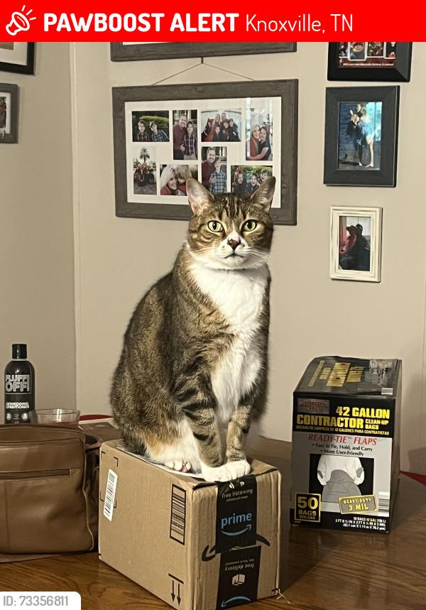 Lost Male Cat last seen Stock Creek Road, Knoxville, TN 37920