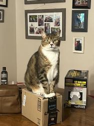 Lost Male Cat last seen Stock Creek Road, Knoxville, TN 37920