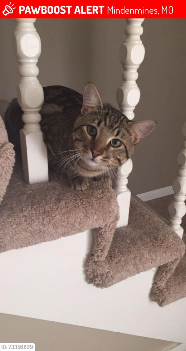 Lost Male Cat last seen Unknown, Mindenmines, MO 64769