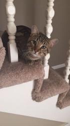 Lost Male Cat last seen Unknown, Mindenmines, MO 64769