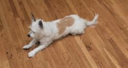 Reunited Male Dog last seen Wedgewood Point, near interfaith and Sally K. Ride Elementary, The Woodlands, TX 77381