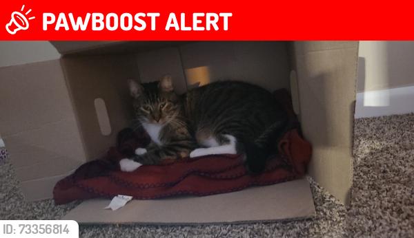 Lost Male Cat last seen Grand Ave, Excelsior Springs, MO 64024