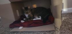 Lost Male Cat last seen Grand Ave, Excelsior Springs, MO 64024
