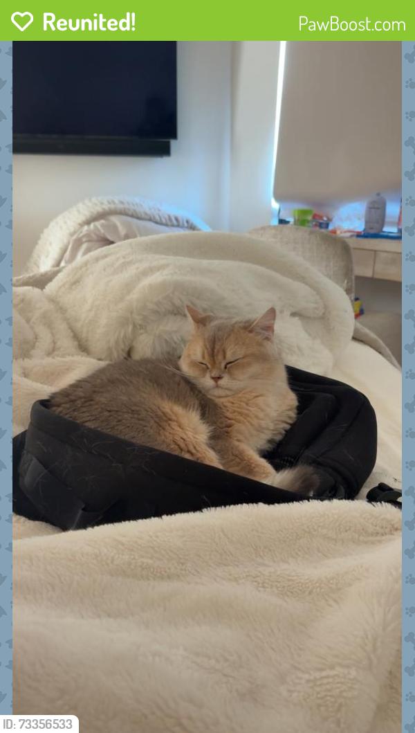 Reunited Male Cat last seen Via Palermo, Newport Beach, CA 92663, USA, Newport Beach, CA 92663