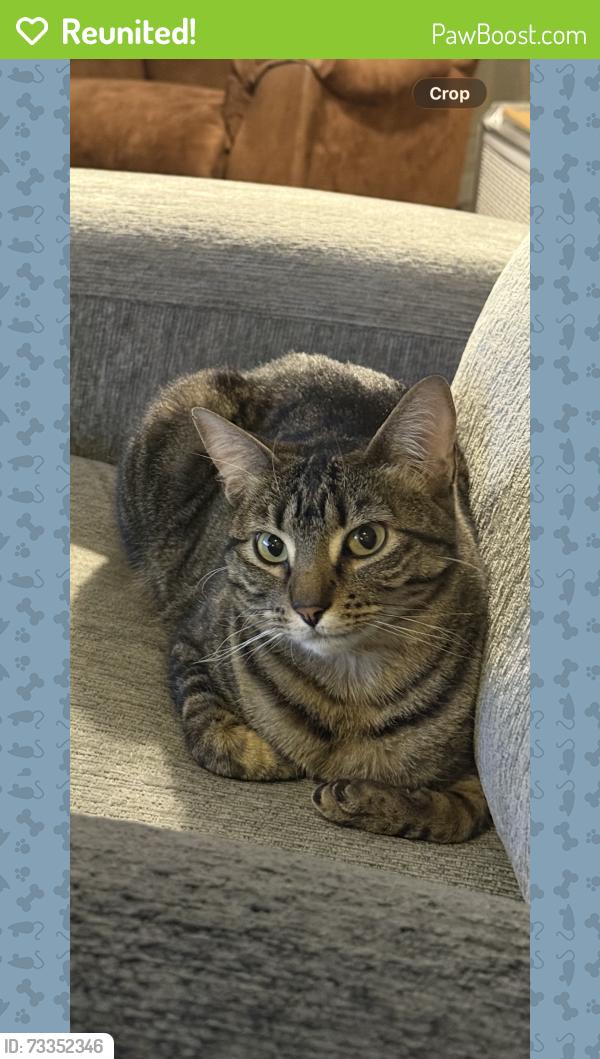 Reunited Female Cat last seen Coverton Mews and Coverton Close, Calgary, AB T3K 4R6