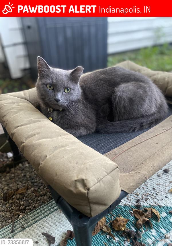 Lost Female Cat last seen 41st and Rookwood, Indianapolis, IN 46208