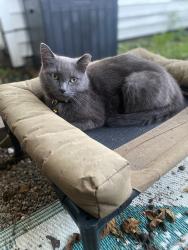Lost Female Cat last seen 41st and Rookwood, Indianapolis, IN 46208