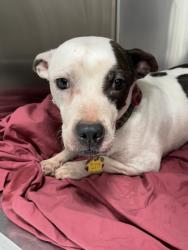 Shelter Stray Female Dog last seen Near Pine Tree Cir E, North District, TX, 355 Hillshire Dr, Haslet, TX 76052, USA